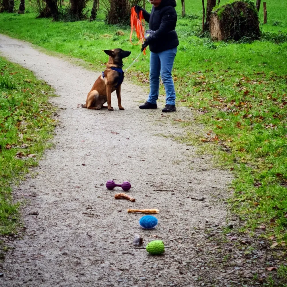 chien en balade educative (2)