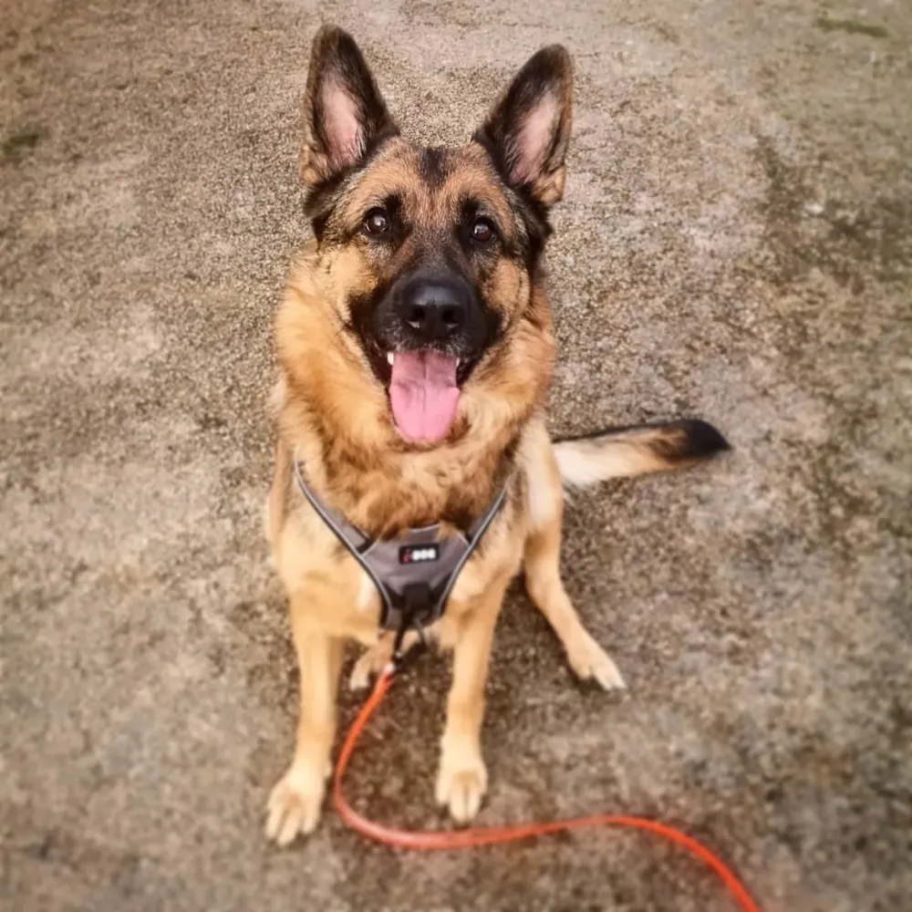 chiens en balade (8)